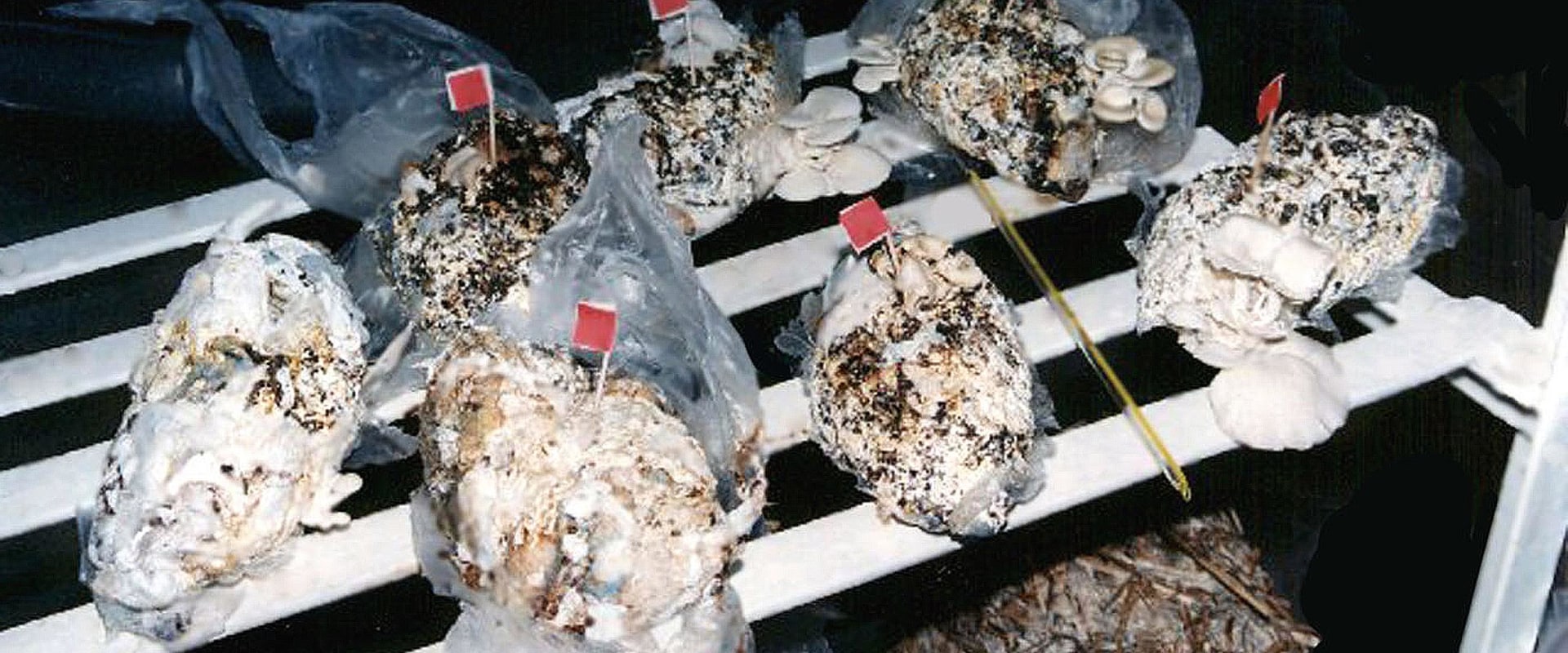Disposing of a Disposable Diaper